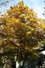 novembre2007-autunno.jpg